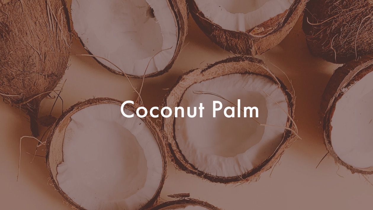 coconut palm  syrup recipe