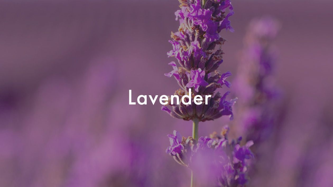 lavender  syrup recipe